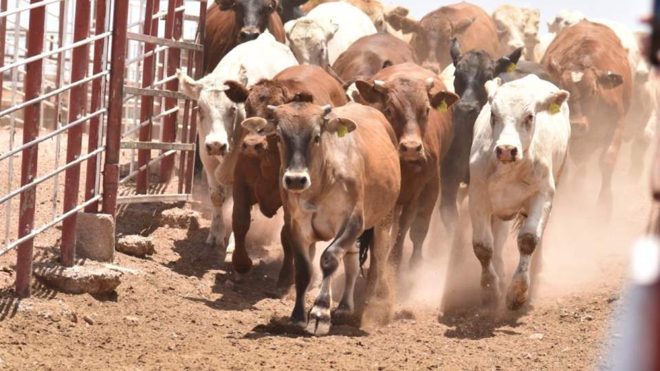 Gobierno de Sonora y Senasica refuerzan acciones contra el gusano barrenador